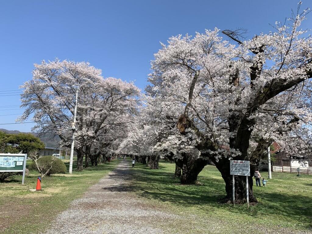 茨城牧場長野支場の桜
